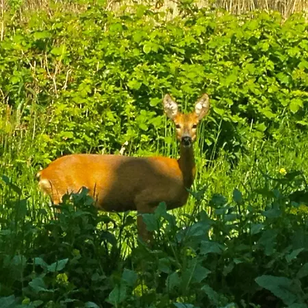 In Mit Grosser Terrasse By Interhome Patzig