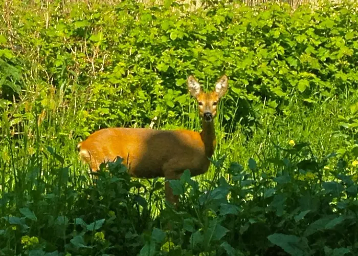 In Mit Grosser Terrasse By Interhome Patzig